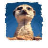 Suricate Erdmännchen