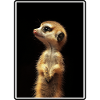 Suricate, Suricate, Animal, Animal préféré, Cadeau