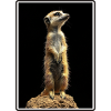 Meerkat Erdmännchen