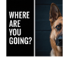 Deutscher Schäferhund Hunde Hundespruch