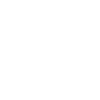Close-up of a horse (white)