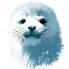 Bébé phoque