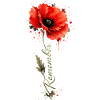 Poppy Remember | Remembrance Day Tribute