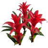 Vibrant_Red_Bromeliads