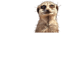 Suricate Erdmännchen
