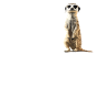 Suricate Erdmännchen