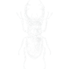 Conception de gros insectes