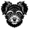 Cute Yorkiepoo