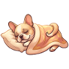 French Bulldog Sleeping