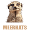 Suricate Erdmännchen