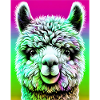Alpaca