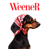 Weener dachshund with bandana and glasses