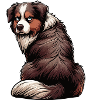 Australian Shepherd Aussie Aussie Owners Aussies