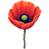 Coquelicot