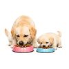Mom eats kibble with her baby