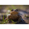 Close-up of an Earth Toad - Poster