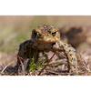 Close-up of an Earth Toad - Poster