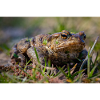 Close-up of an Earth Toad - Poster