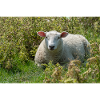 Moutons allongés dans l’herbe - Affiche