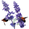 Vibrant_Salvia_Farinacea_-_Bumblebees