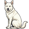 Chiens bergers blancs bergers
