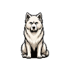 Don't Bother Me White Shepherd