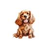 Cocker Spaniel Pyjama-Haare