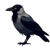 Schwarzer Rabe