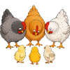 Chickens with chicks