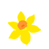 Daffodil Bloom avec bague d’écriture