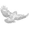 Mäusebussard, Greifvogel gezeichnet (stilisiert)