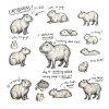 Parade de croquis de capybara