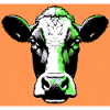 vache