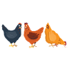 Hühnerflüsterer Huhn Hühnerhalter Hühner