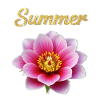 Sommerblüte Goldschrift