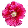 Hollyhock_in_Rain