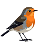rouge-gorge