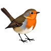 Oiseau rouge-gorge