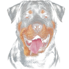 Rottweiler Chien