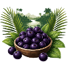 Baies d’açaï Style tropical