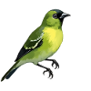 Oiseau Pintard