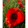 Coquelicots au soleil 🌺