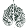 Feuille de tilleul - Feuilles naturelles