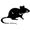 Ratte