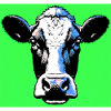 vache