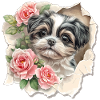Shih Tzu