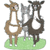 Trois amis lamas