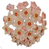 Pink_Hoya_Carnosa_Bloom