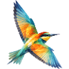 Bee-Eater Bird Low Poly Polygon Art