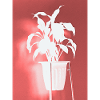 Crimson Plant Silhouette